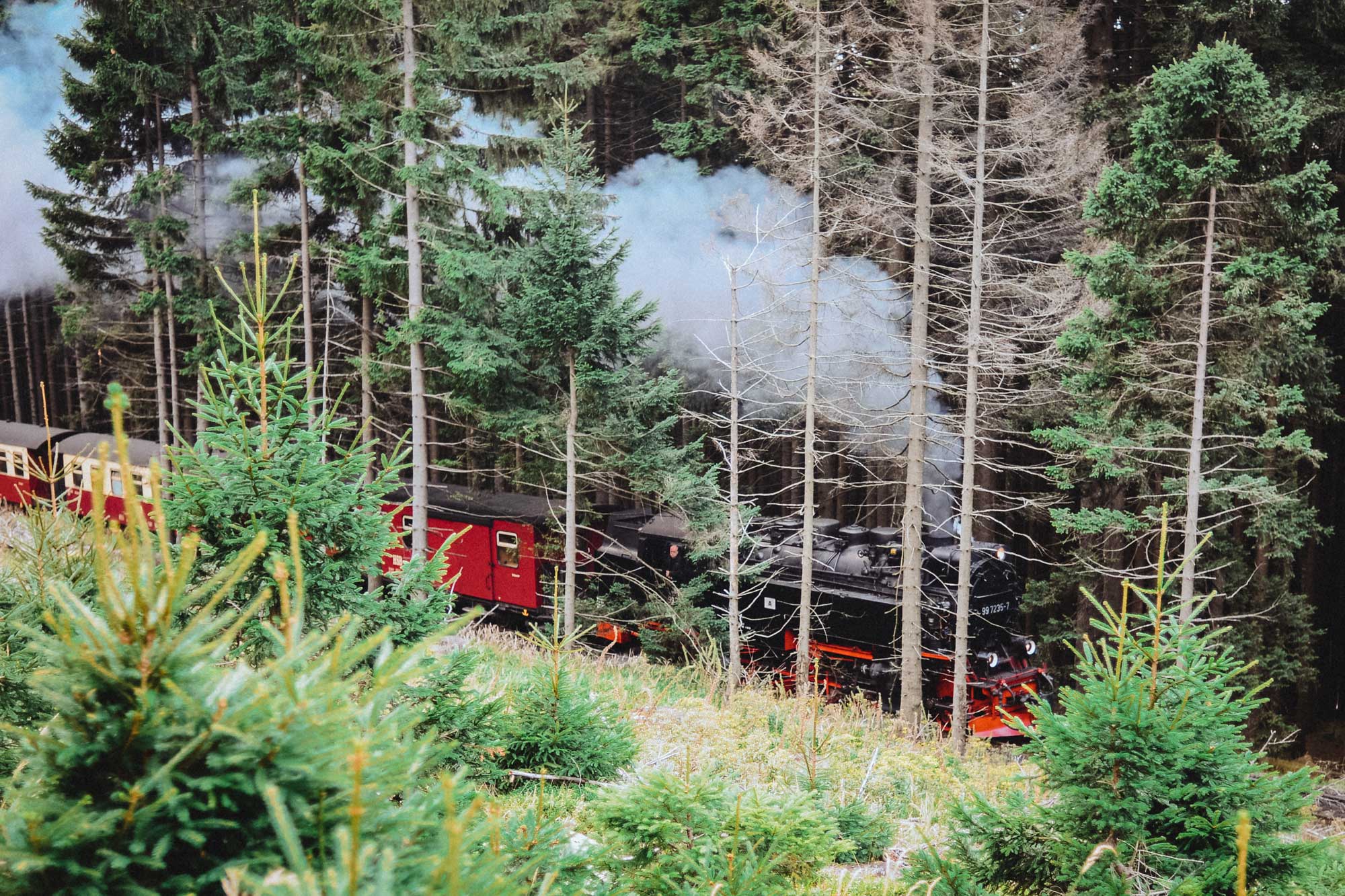 Die Harzer Schmalspurbahn fährt durch den Wald