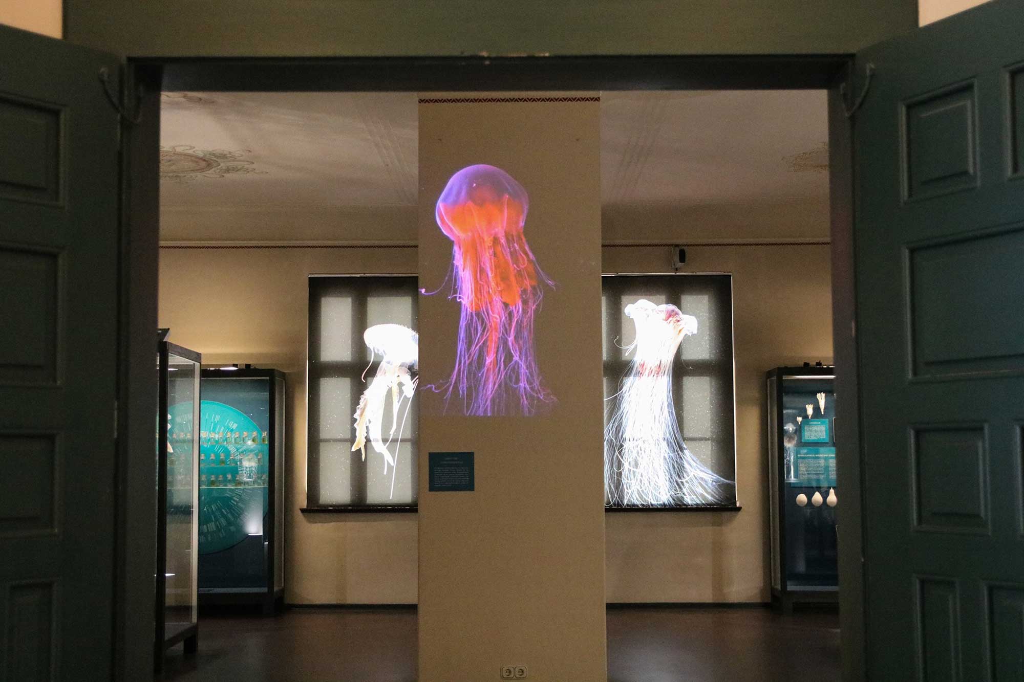 Eine Quallen-Ausstellung im Phyletischen Museum