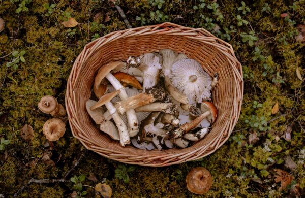 Pilze Sammeln in Thüringer Wäldern